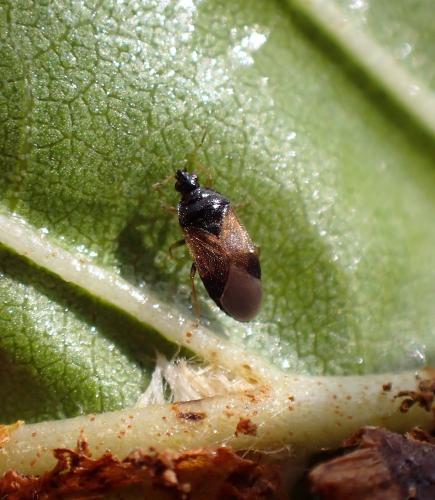 Orius sp.